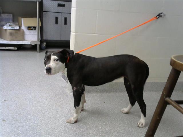 adoptable Dog in Pasadena, TX named A179548