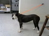 adoptable Dog in  named A179548