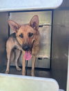 adoptable Dog in  named A179618