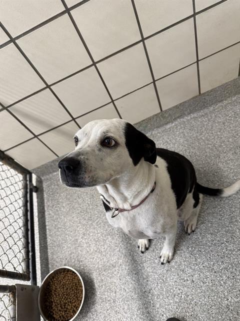 adoptable Dog in Pasadena, TX named A179626