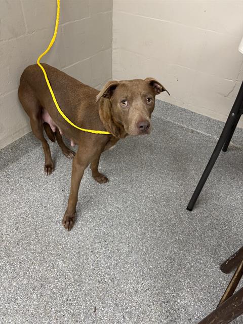 adoptable Dog in Pasadena, TX named A179657