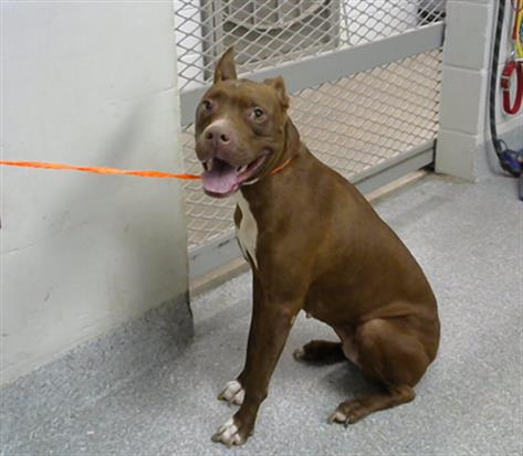adoptable Dog in Pasadena, TX named COCO