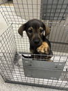 adoptable Dog in  named ANDY