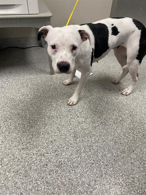 adoptable Dog in Pasadena, TX named A179709