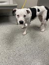 adoptable Dog in  named A179709
