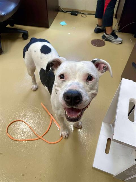 adoptable Dog in Pasadena, TX named BECCA