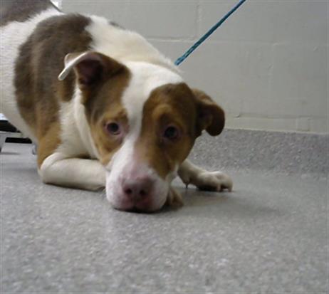 adoptable Dog in Pasadena, TX named A179717