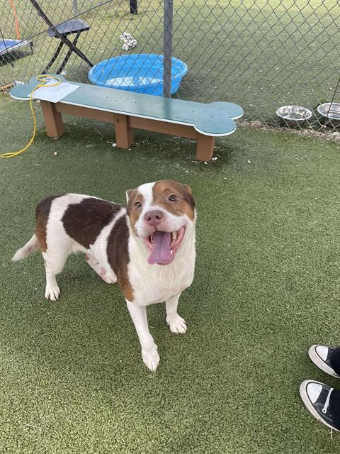 adoptable Dog in Pasadena, TX named BEN