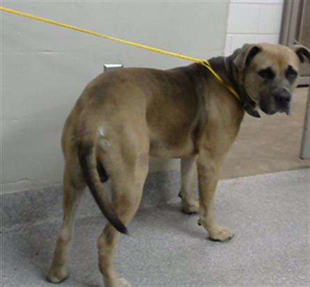 adoptable Dog in Pasadena, TX named A179727