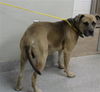 adoptable Dog in  named A179727