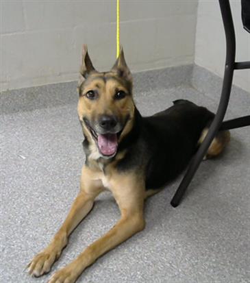 adoptable Dog in Pasadena, TX named A179735