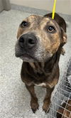 adoptable Dog in  named A179738