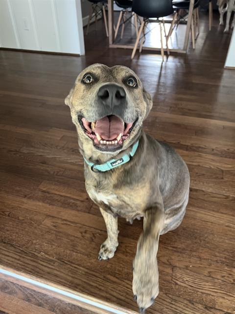 AMAYA - American Pit Bull Terrier available for adoption