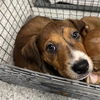 adoptable Dog in  named A179742