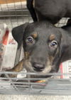 adoptable Dog in  named A179745