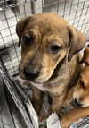 adoptable Dog in  named A179746