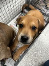 adoptable Dog in  named A179747