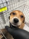 adoptable Dog in  named A179748