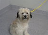 adoptable Dog in  named A179755