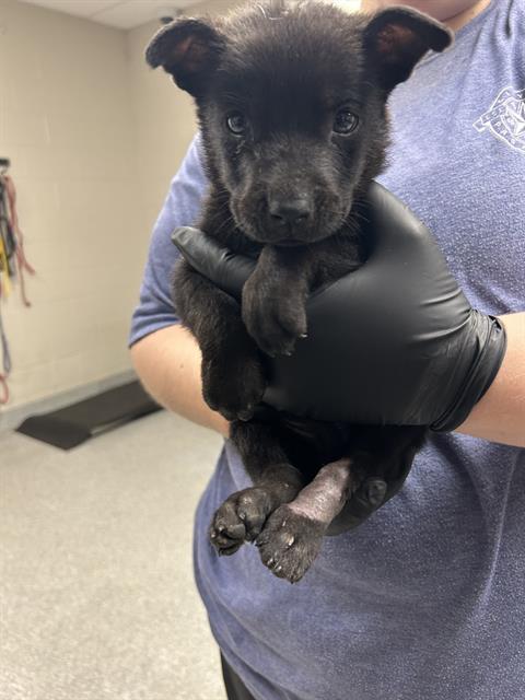 adoptable Dog in Pasadena, TX named A179771
