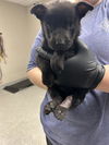 adoptable Dog in  named A179771