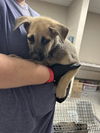 adoptable Dog in  named A179772