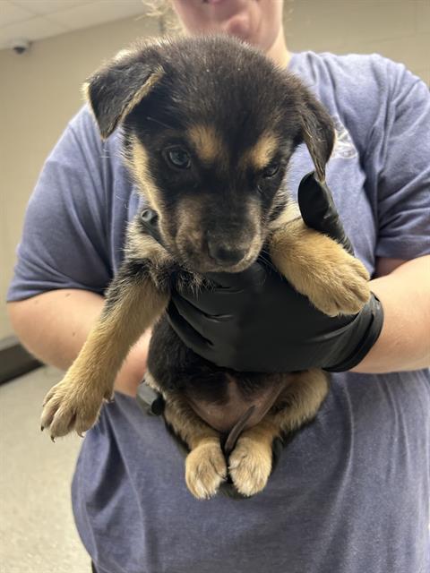 adoptable Dog in Pasadena, TX named A179773