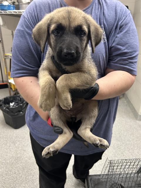 adoptable Dog in Pasadena, TX named A179775
