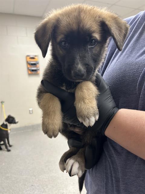 adoptable Dog in Pasadena, TX named A179776