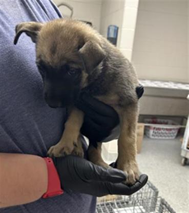 adoptable Dog in Pasadena, TX named A179777