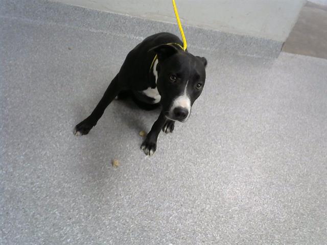 adoptable Dog in Pasadena, TX named A179778