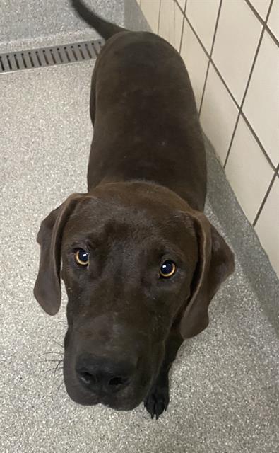 adoptable Dog in Pasadena, TX named A179779