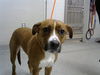 adoptable Dog in  named A179796
