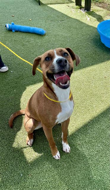 adoptable Dog in Pasadena, TX named JANICE