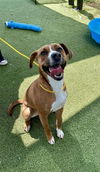 adoptable Dog in  named JANICE