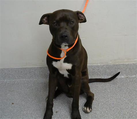 adoptable Dog in Pasadena, TX named A179693