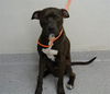 adoptable Dog in ,  named A179693