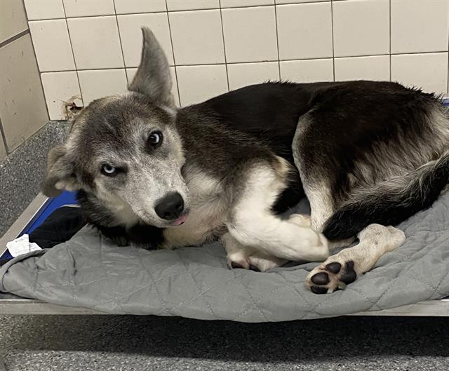 adoptable Dog in Pasadena, TX named LUNA
