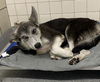 adoptable Dog in  named LUNA