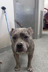 adoptable Dog in  named LUNA