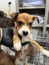 adoptable Dog in  named A179741