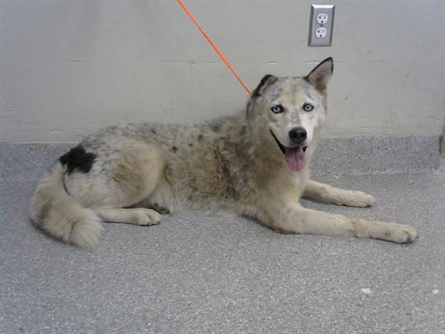 adoptable Dog in Pasadena, TX named BELLA
