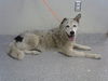 adoptable Dog in  named BELLA