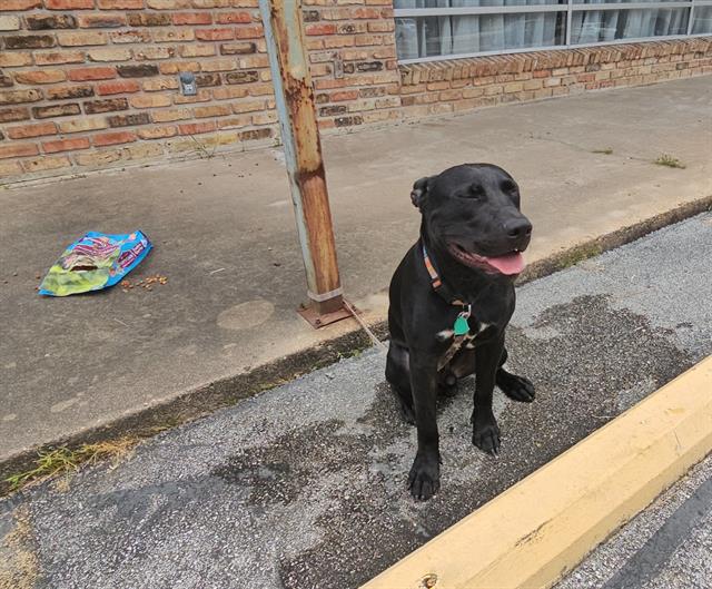 adoptable Dog in Pasadena, TX named CHANCE
