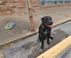 adoptable Dog in  named CHANCE