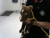 adoptable Dog in  named SULLY