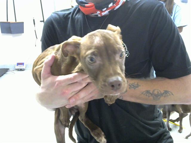 adoptable Dog in Pasadena, TX named MIKE