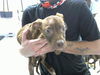 adoptable Dog in  named MIKE