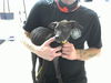 adoptable Dog in  named BOO