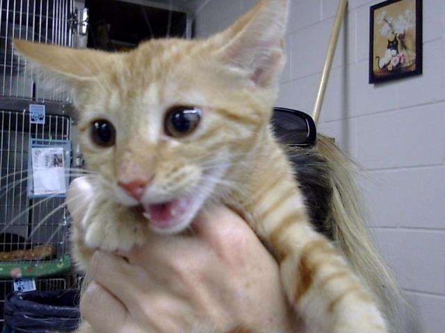adoptable Cat in Pasadena, TX named A179855